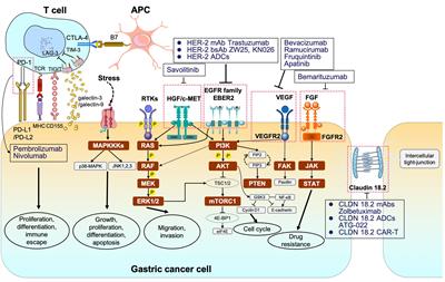 Progress and prospects of biomarker-based targeted therapy and immune checkpoint inhibitors in advanced gastric cancer